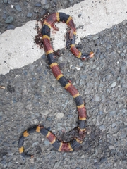 Micrurus mosquitensis