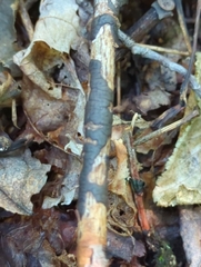 Diatrype decorticata