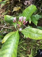 Psychotria semperflorens