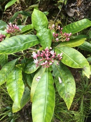 Psychotria semperflorens