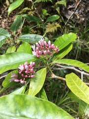 Psychotria semperflorens