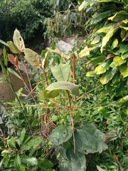 Graffenrieda emarginata