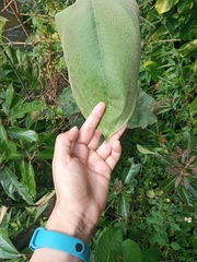 Graffenrieda emarginata