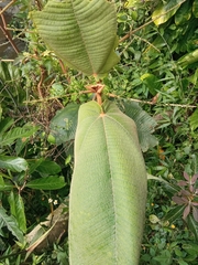Graffenrieda emarginata