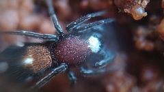 Coenoptychus pulcher