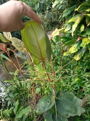 Graffenrieda emarginata