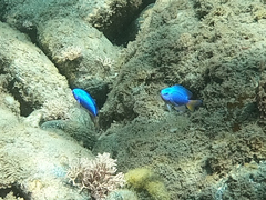 Pomacentrus coelestis