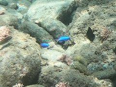 Pomacentrus coelestis