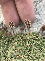 Petrophytum caespitosum caespitosum