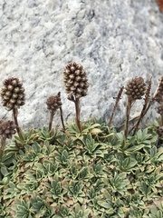 Petrophytum caespitosum caespitosum