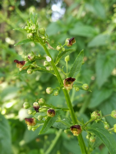 Scrophularia umbrosa