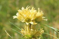 Gentiana burseri