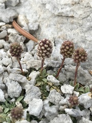 Petrophytum caespitosum caespitosum