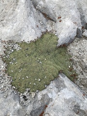 Petrophytum caespitosum caespitosum