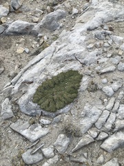 Petrophytum caespitosum caespitosum