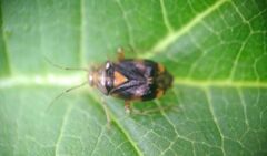 Liocoris tripustulatus