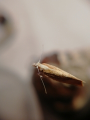 Ypsolopha lucella