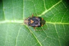 Liocoris tripustulatus