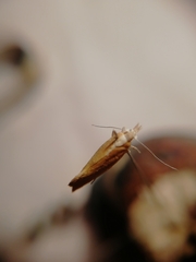 Ypsolopha lucella
