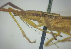 Protenor