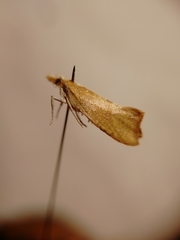 Ypsolopha lucella