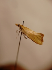 Ypsolopha lucella