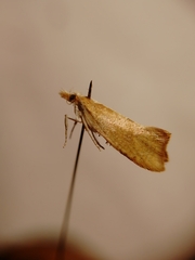 Ypsolopha lucella