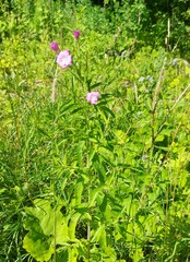 Epilobium hirsutum
