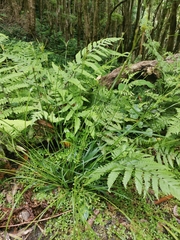 Carex vulcani