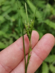 Carex vulcani