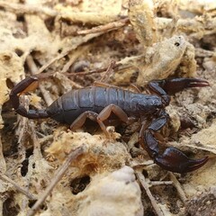 Euscorpius flavicaudis flavicaudis