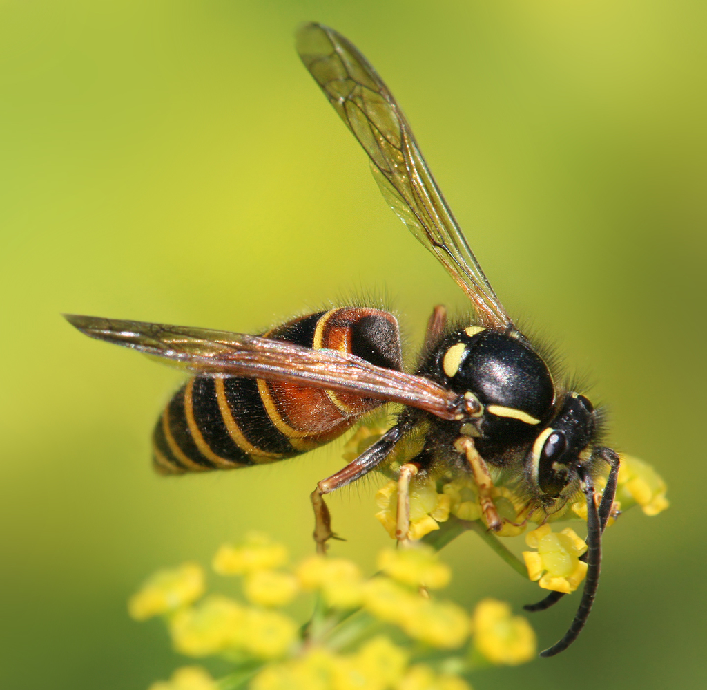 Red-banded Yellowjacket