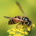 Red-banded Yellowjacket - Photo (c) Richard Bartz, some rights reserved (CC BY-SA)