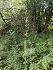 Aconitum septentrionale