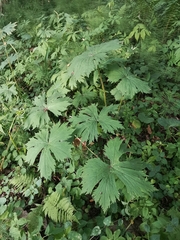 Aconitum septentrionale