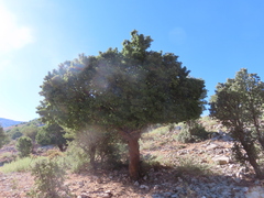 Prunus ursina