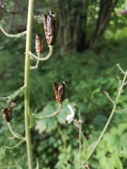 Aconitum septentrionale