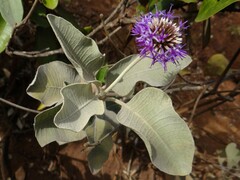 Chresta sphaerocephala