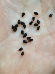 Aconitum septentrionale