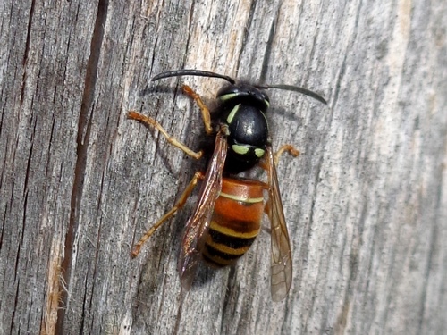 Red-banded Yellowjacket