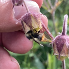 Bombus frigidus