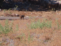 Canis aureus syriacus