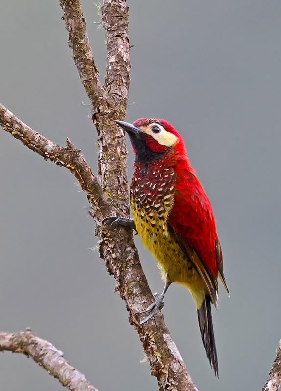 Crimson-mantled Woodpecker (Colaptes rivolii) photo