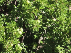 Prunus ursina