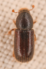 Dryocoetes autographus