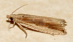 Bactra maiorina