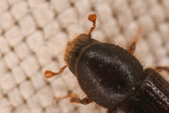 Dryocoetes autographus