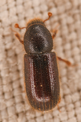 Dryocoetes autographus
