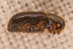Dryocoetes autographus