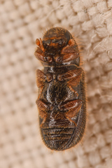Dryocoetes autographus